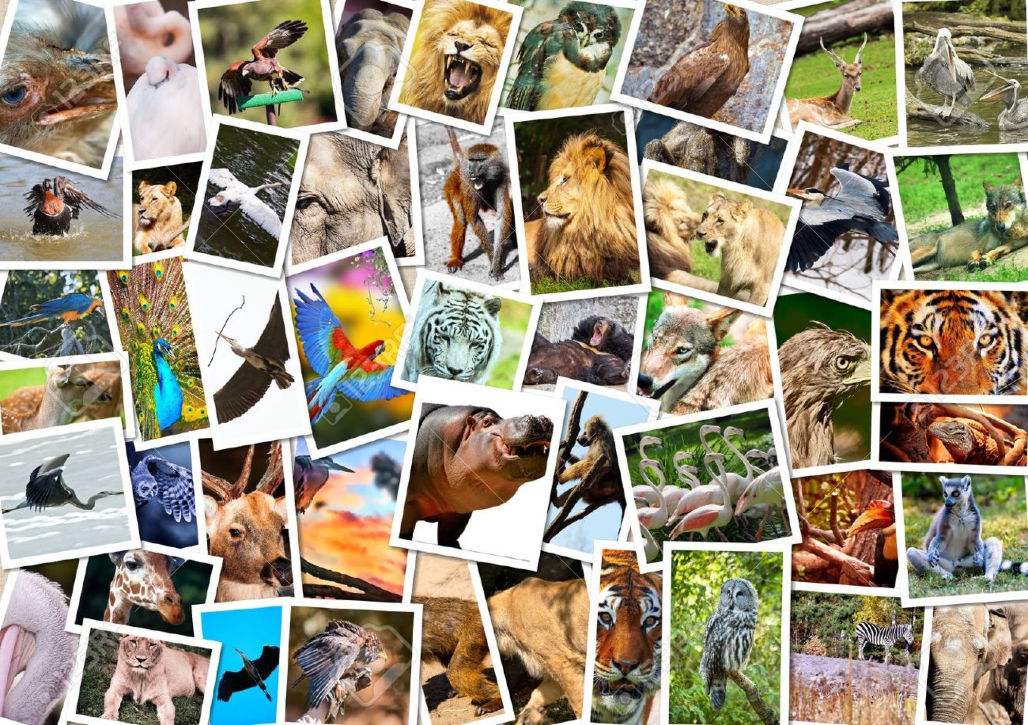 Animal Montage
